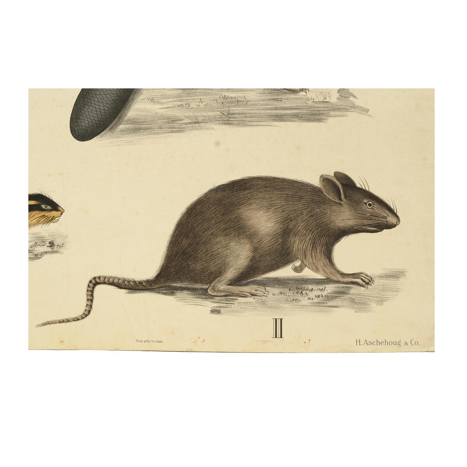 Zoologische Lithographie Rodents 1912 auf Karton von H Aschehoug & Co, Norwegen (Norwegisch) im Angebot