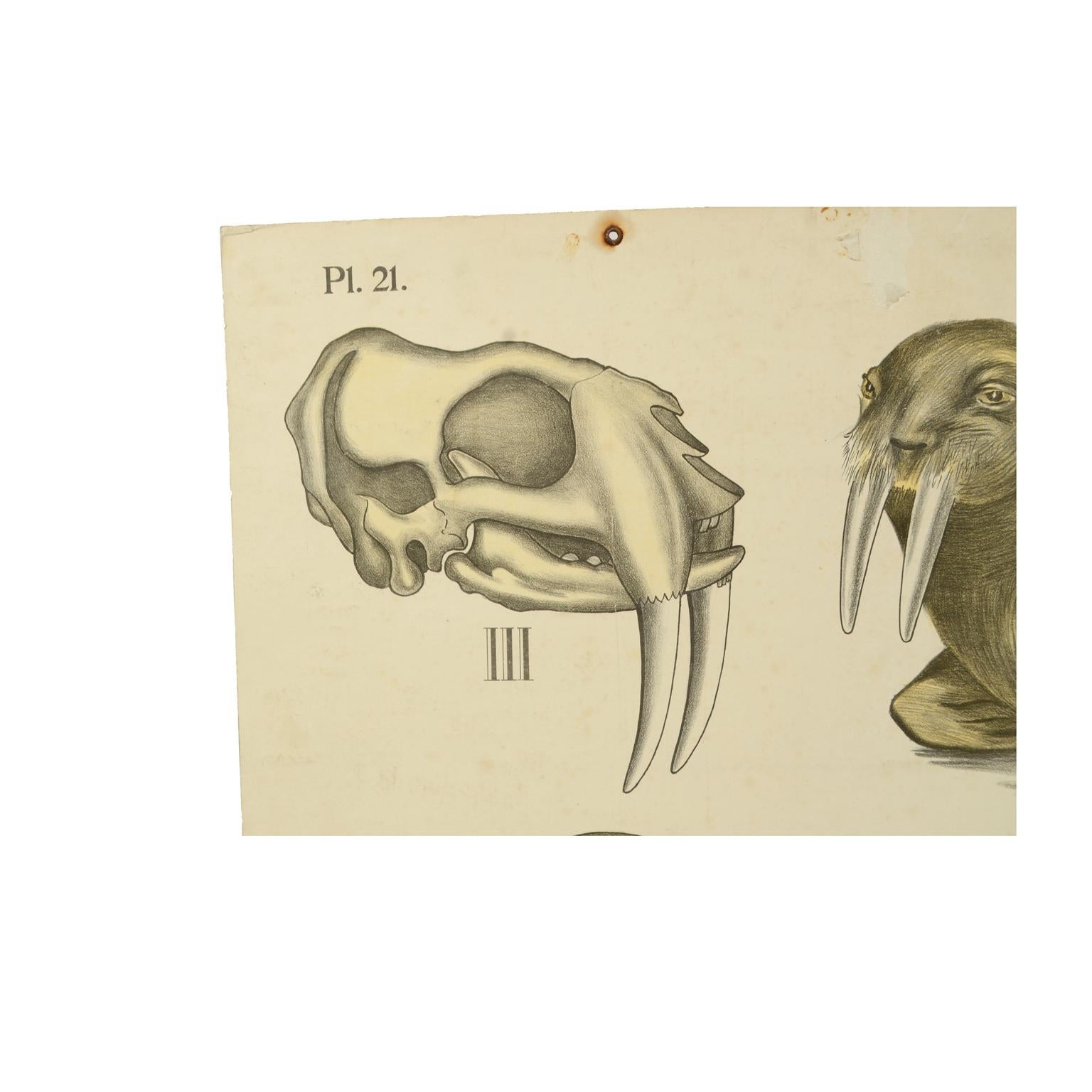 Zoologische Lithographie Wasserraubtiere 1912 Karton von H Aschehoug & Co Norwegen im Zustand „Gut“ im Angebot in Milan, IT