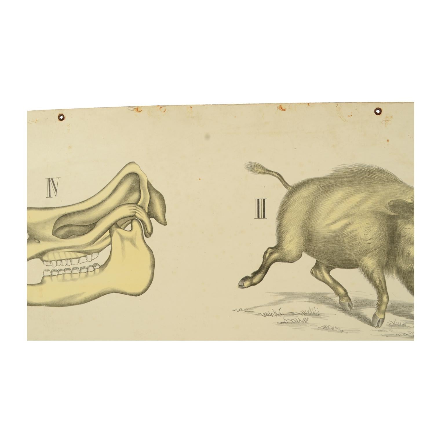 Zoologische Lithographie von Ungulates 1912 auf Karton von H Aschehoug & Co, Norwegen im Zustand „Gut“ im Angebot in Milan, IT
