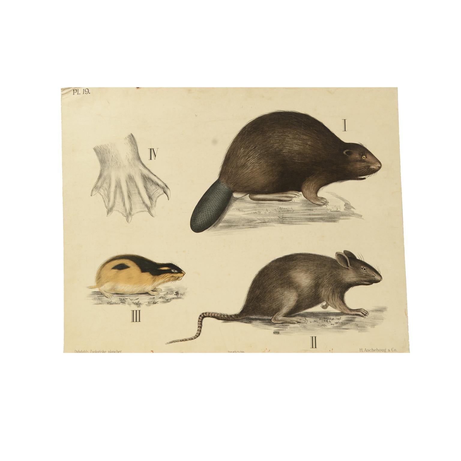 Zoologische Lithographie Rodents 1912 auf Karton von H Aschehoug & Co, Norwegen im Zustand „Gut“ im Angebot in Milan, IT