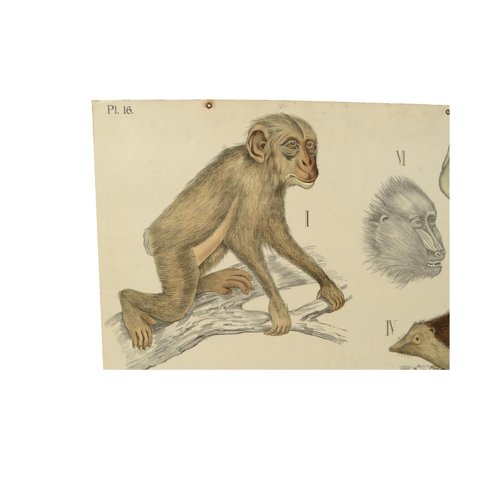 Zoologische Lithographie Affen und Insekten und Insectivores 1912  H Aschehoug & Co, Norwegen im Zustand „Gut“ im Angebot in Milan, IT
