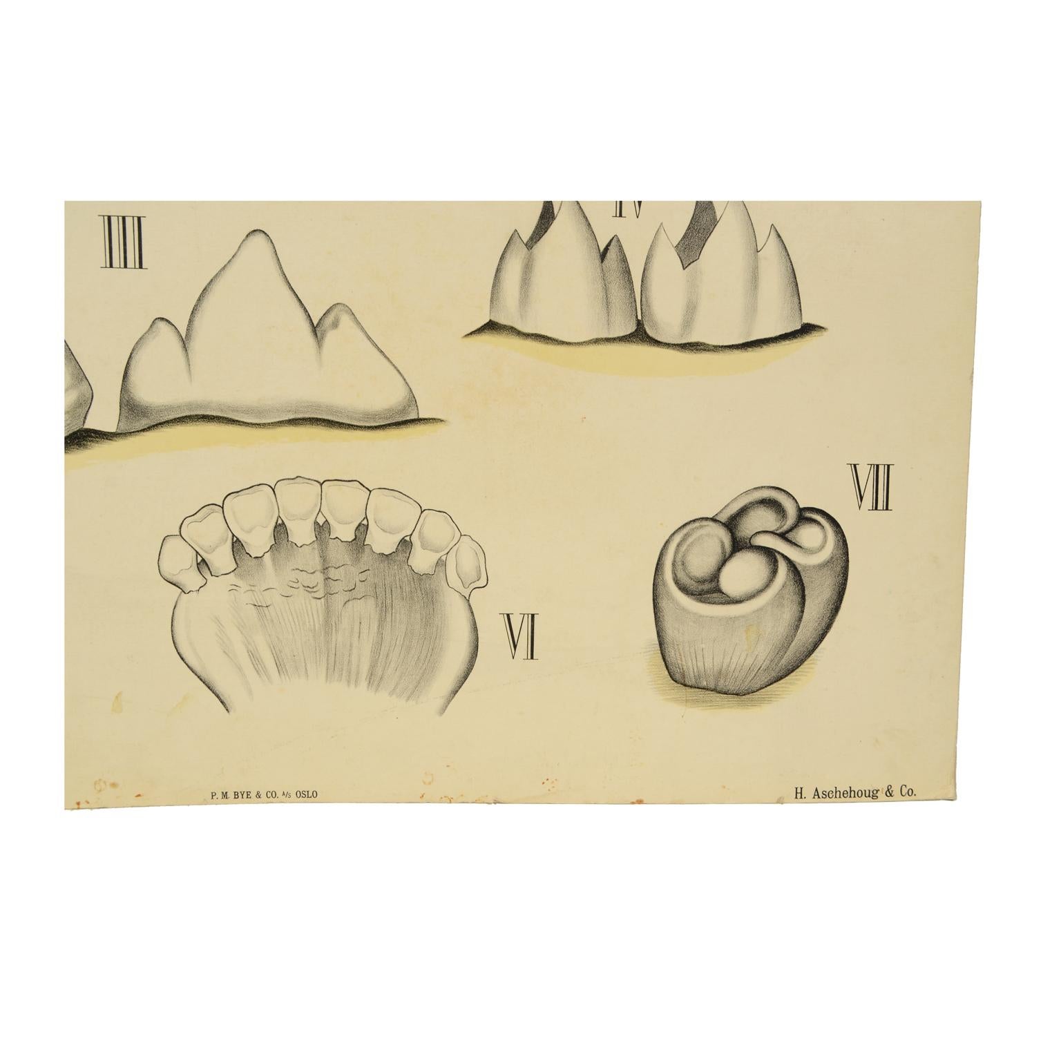 Early 20th Century Zoological Lithograph Teeth of some Animals 1912 by H Aschehoug & Co, Norway For Sale