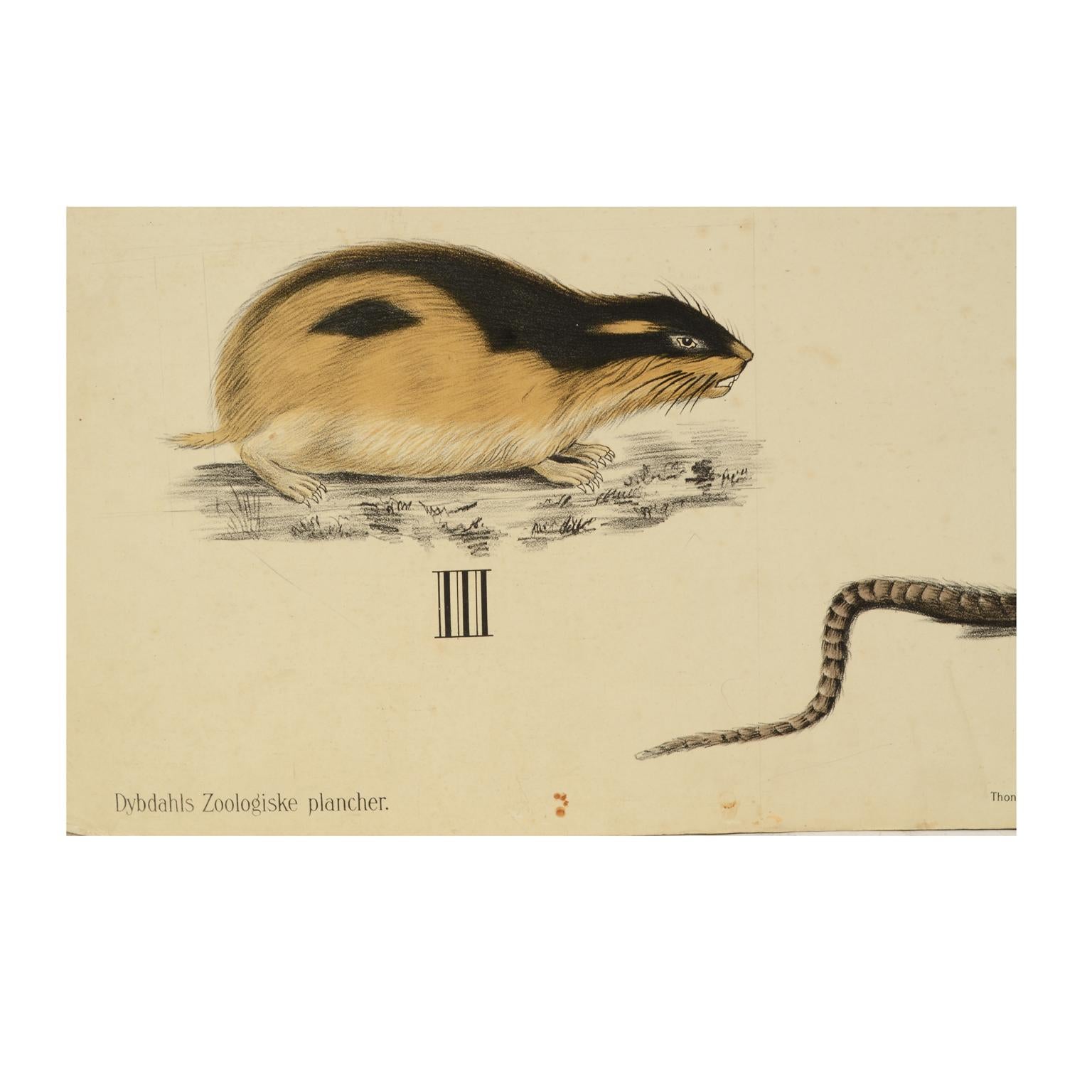 Zoologische Lithographie Rodents 1912 auf Karton von H Aschehoug & Co, Norwegen (Frühes 20. Jahrhundert) im Angebot