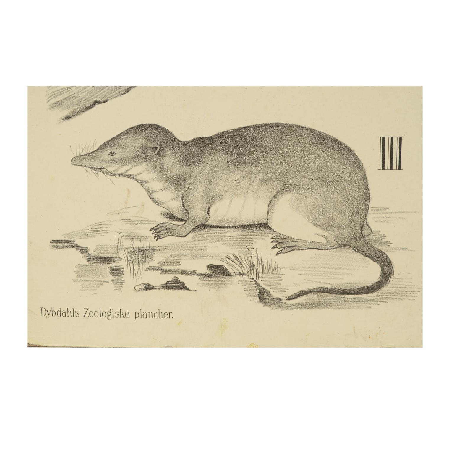 Zoologische Lithographie Affen und Insekten und Insectivores 1912  H Aschehoug & Co, Norwegen (Frühes 20. Jahrhundert) im Angebot
