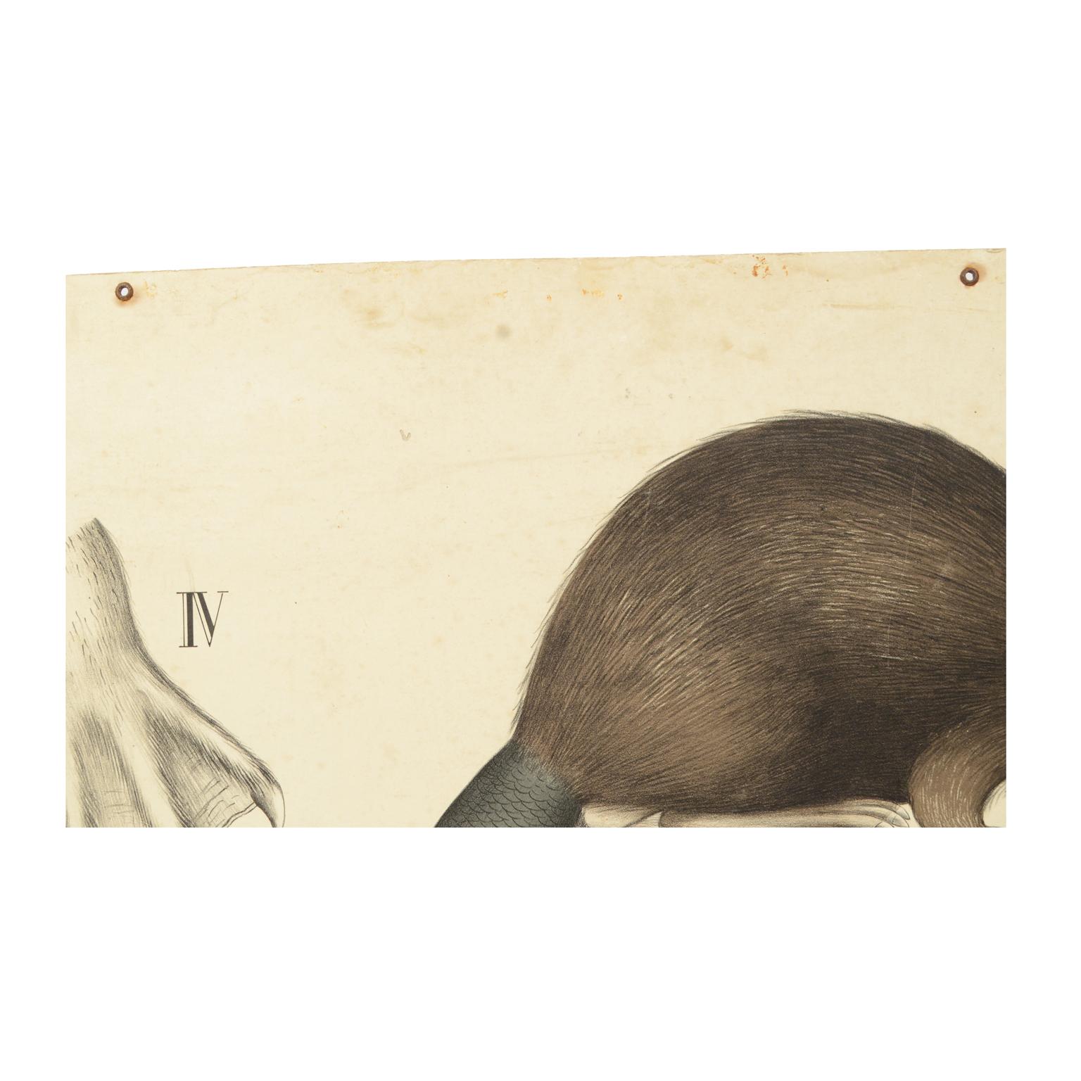 Zoologische Lithographie Rodents 1912 auf Karton von H Aschehoug & Co, Norwegen im Angebot 1