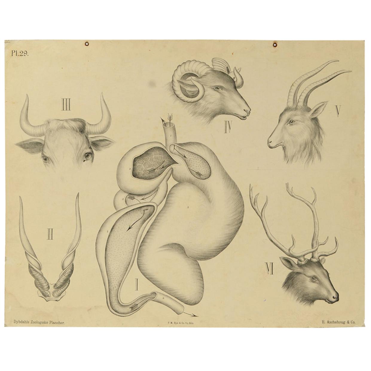 Zoological Lithograph of Ungulates 1912 on Cardboard by H Aschehoug & Co Norway