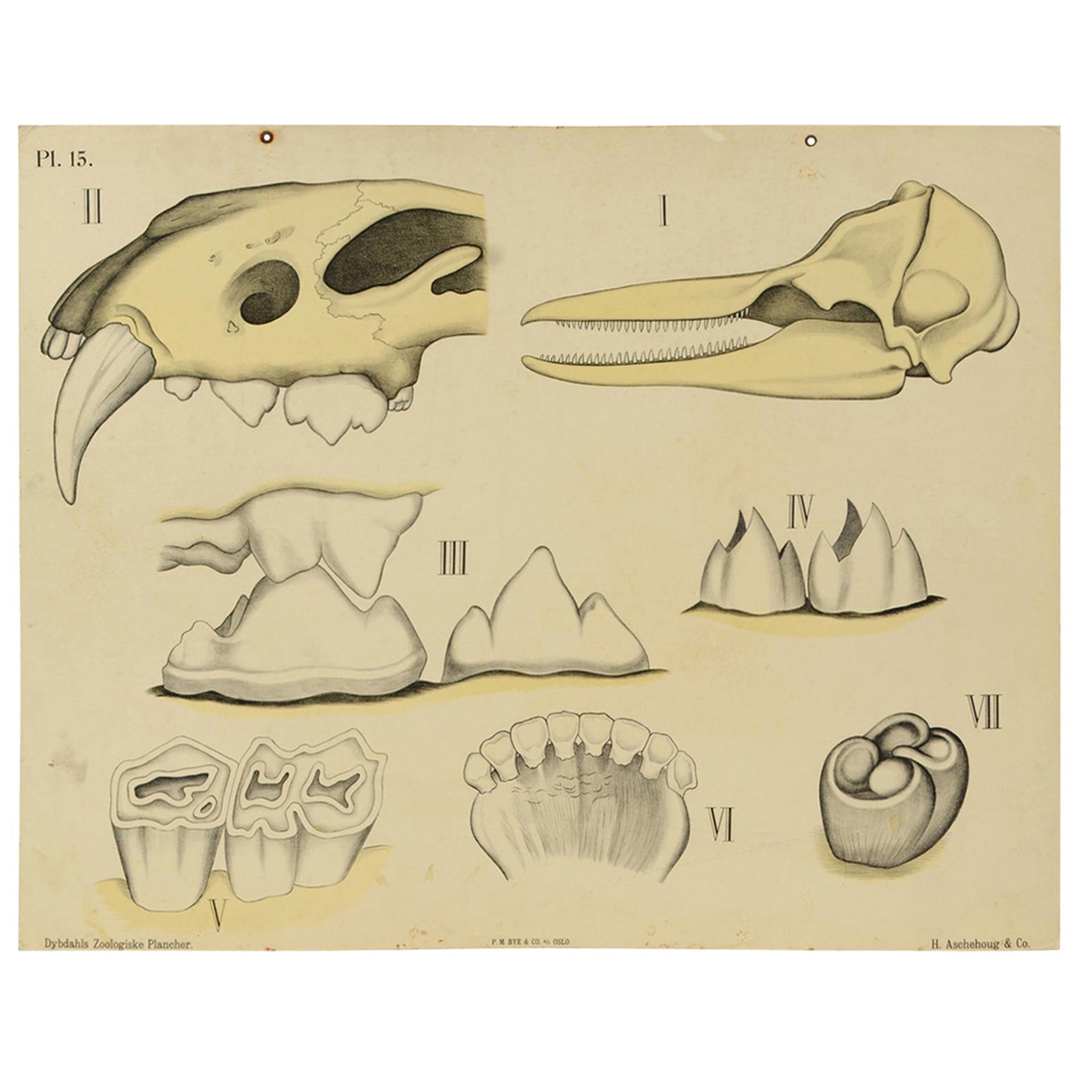 Zoological Lithograph Teeth of some Animals 1912 by H Aschehoug & Co, Norway For Sale