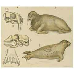 Lithographie zoologique Prédateurs aquatiques 1912 Carton par H Aschehoug & Co Norvège