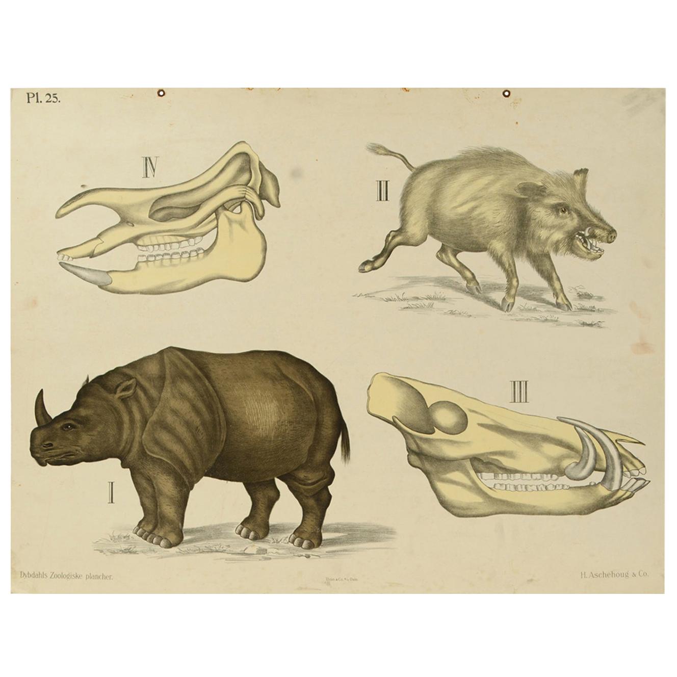 Zoological Lithograph of ungulates 1912 on Cardboard by H Aschehoug & Co, Norway