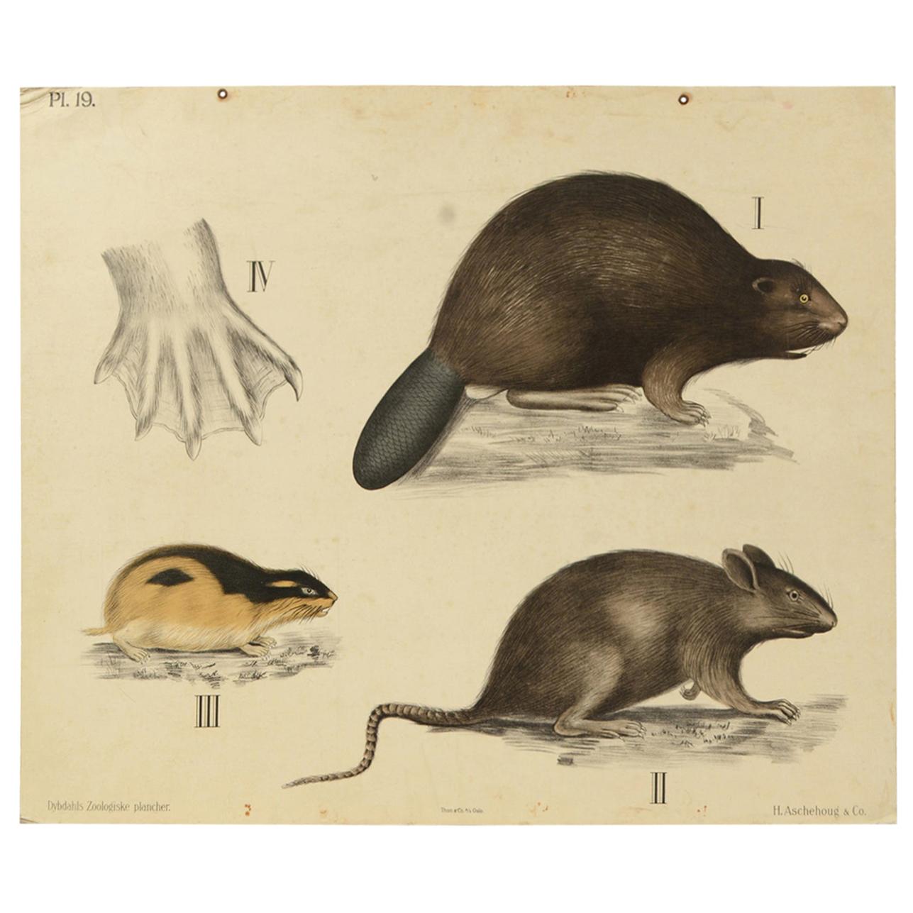 Zoological Lithograph Rodents 1912 on Cardboard by H Aschehoug & Co, Norway