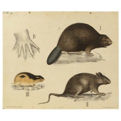 Antique Zoological Lithograph Rodents 1912 on Cardboard by H Aschehoug & Co, Norway