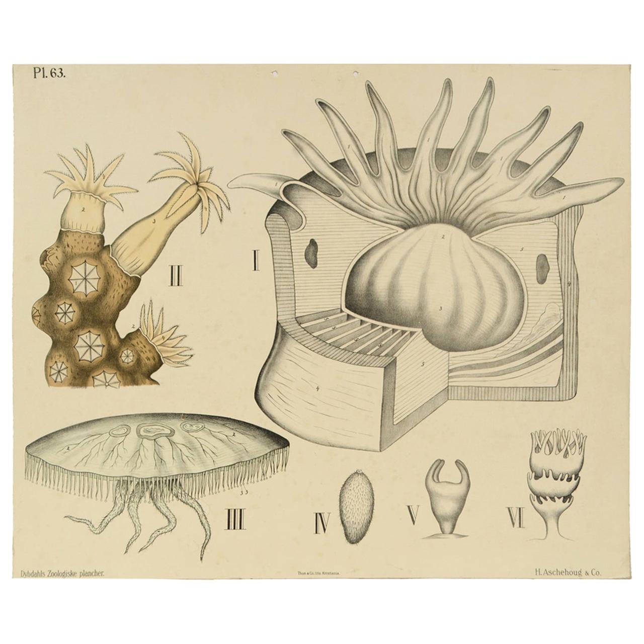 Zoological Lithograph of Coelenterates 1912 Cardboard by H Aschehoug & Co Norway For Sale
