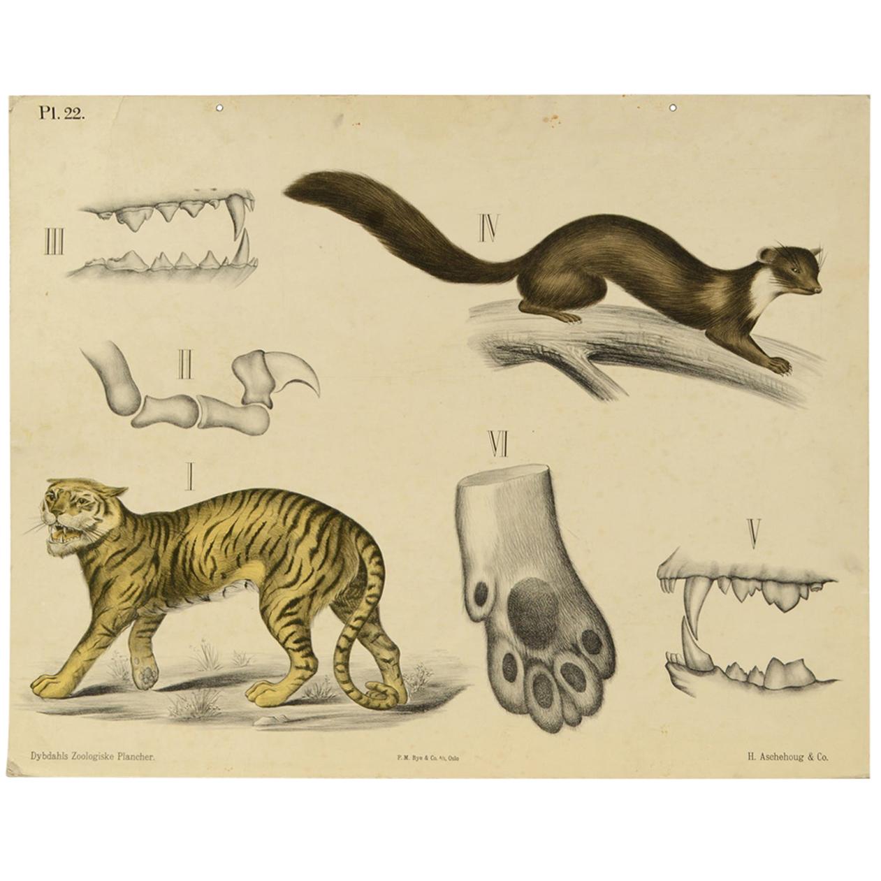 Zoological Lithograph Made in 1912 on Cardboard by H Aschehoug 
Co Norway