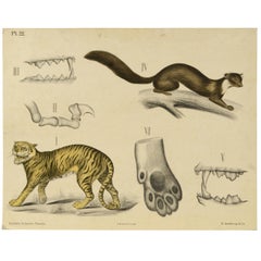 Zoological Lithograph Made in 1912 on Cardboard by H Aschehoug & Co Norway