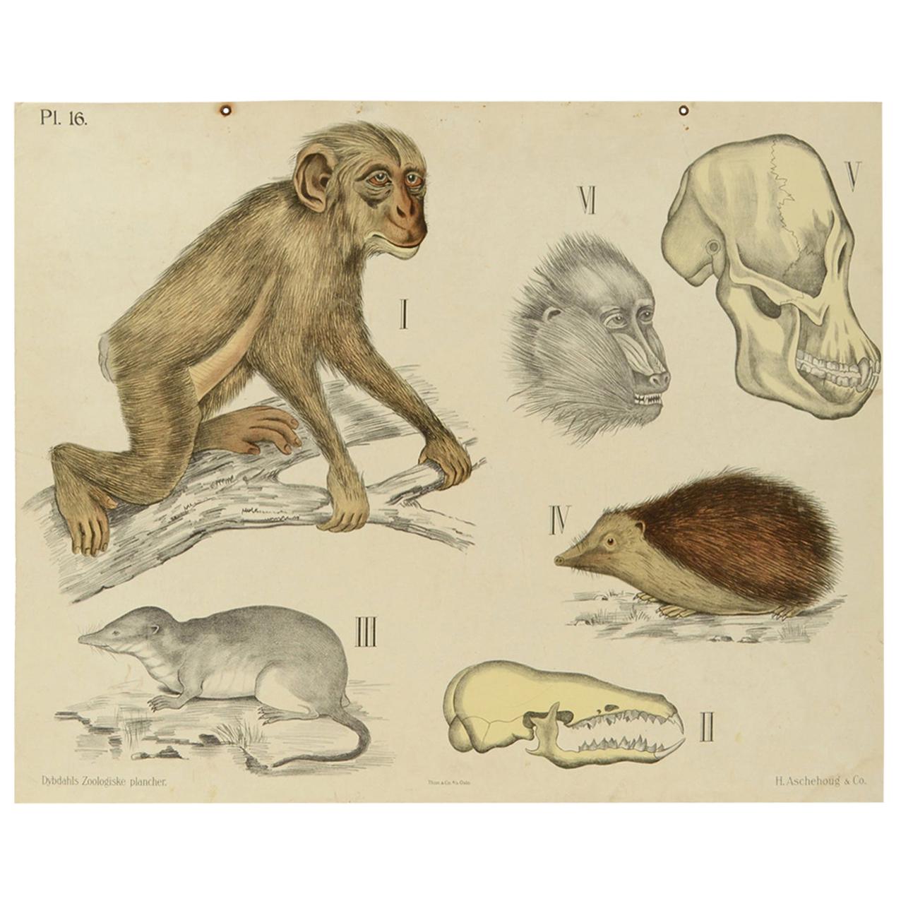 Lithographie zoologique Monkeys and Insectivores 1912  par H Aschehoug & Co, Norvège