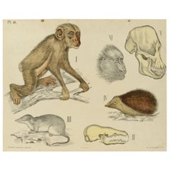 Antique Zoological Lithograph Monkeys and Insectivores 1912  by H Aschehoug & Co, Norway