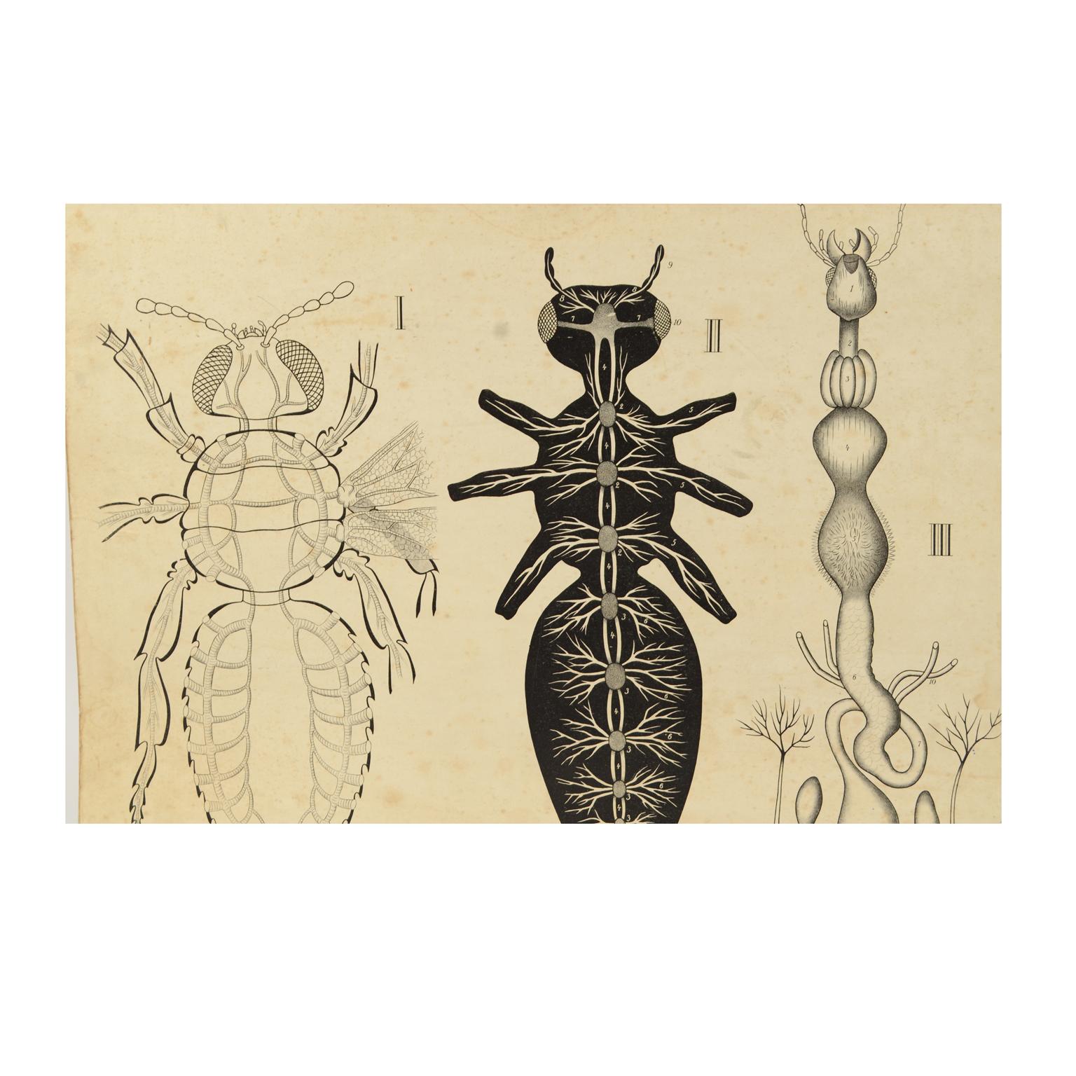 Zoological didactic plate n. 64 lithograph on cardboard made in 1925 depicting an enlarged cockroach with the digestive and reproductive system. Dybdhals Zoologiske Plancher P.M.Bye & Co Oslo. Made by H Aschehoug & Co. Good condition. Measures: 77 x