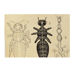 Zoological Lithograph of a Cockroach 1925 Cardboard by H Aschehoug & Co Norway