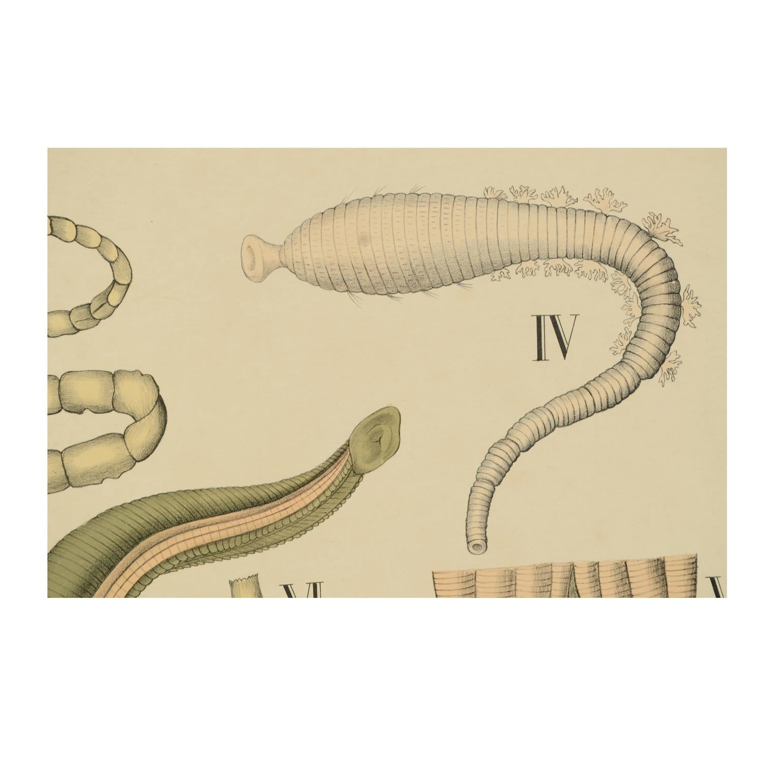 Zoologische Lehrtafel Nr. 59 Lithographie auf Karton aus dem Jahr 1925, die Vergrößerungen von Wurmorganen zeigt. Dybdhals Zoologiske Plancher P.M.Bye & Co Oslo. Hergestellt von H Aschehoug & Co. Guter Zustand. Maße: 75 x 60 cm - Zoll 29.5x23.6

H.