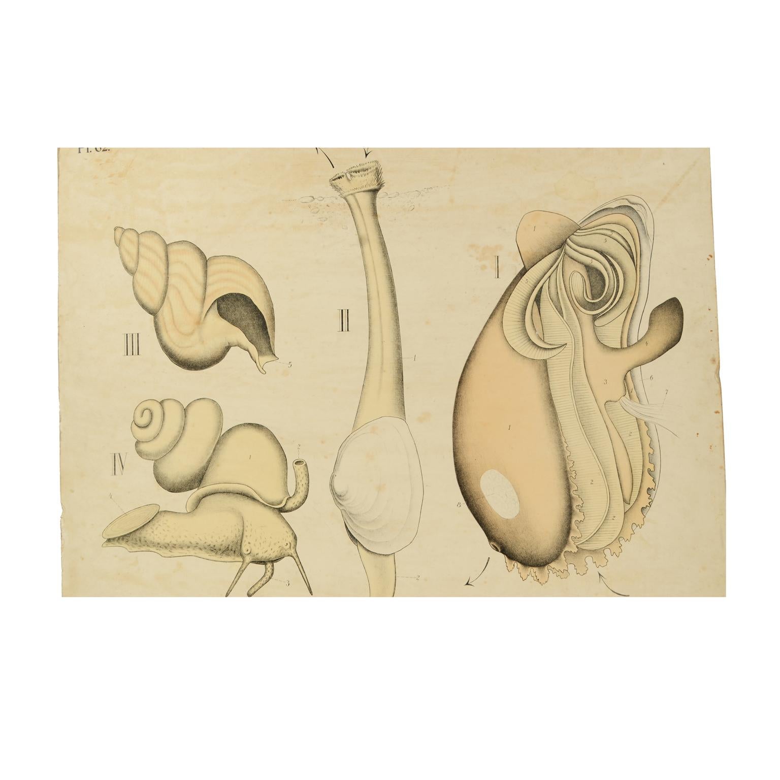 Zoological didactic plate n. 62 lithograph on cardboard made in 1925 depicting molluscs. Dybdhals Zoologiske Plancher P.M.Bye & Co Oslo. Made by H Aschehoug & Co. Good condition. Measures: 77 x 61.3 cm - inches 30.3 x 24.1.

H. Aschehoug & Co. is
