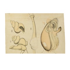 Zoological Lithograph of Molluscs 1925 on Cardboard by H Aschehoug & Co Norway