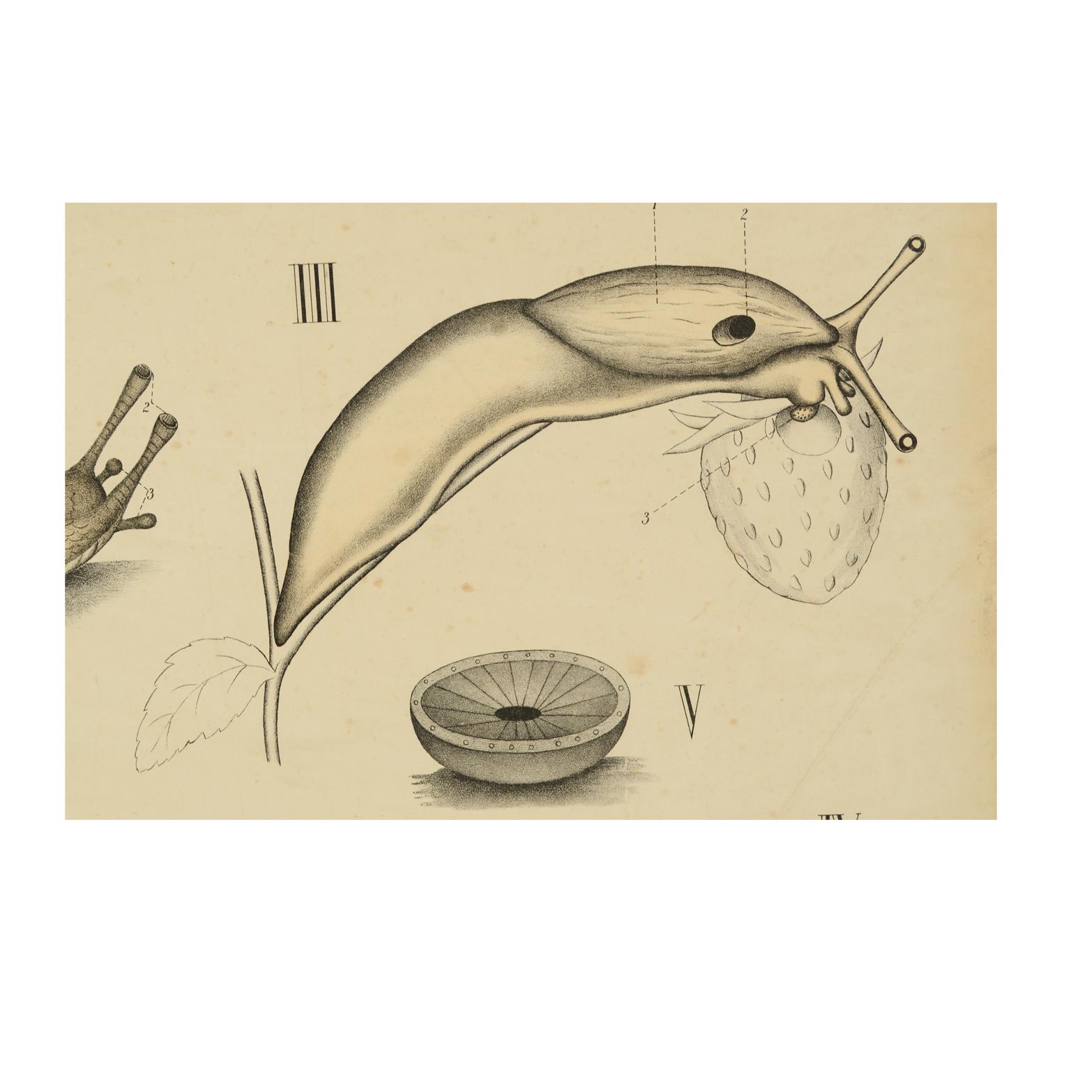Zoologische Lehrtafel Pl 61, Farblithografie auf Karton aus dem Jahr 1925, die Mollusken darstellt. Dybdhals Zoologiske Plancher Kristiania lithografiske aktielbolag. Hergestellt von H Aschehoug & Co, einem der wichtigsten schwedischen