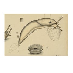 Zoological Lithograph of molluscs 1925 on Cardboard by H Aschehoug & Co, Norway