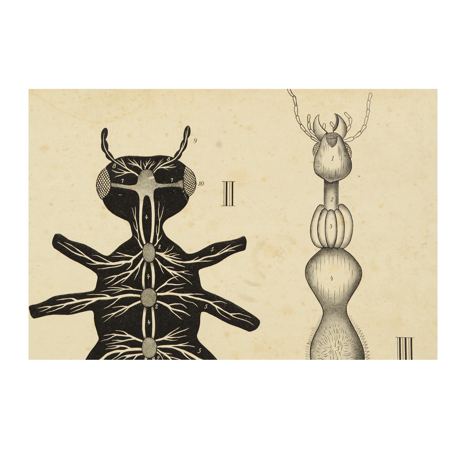 Zoologische Lithographie eines Kockroach-Kartones aus dem Jahr 1925 von H Aschehoug & Co Norwegen (Norwegisch) im Angebot