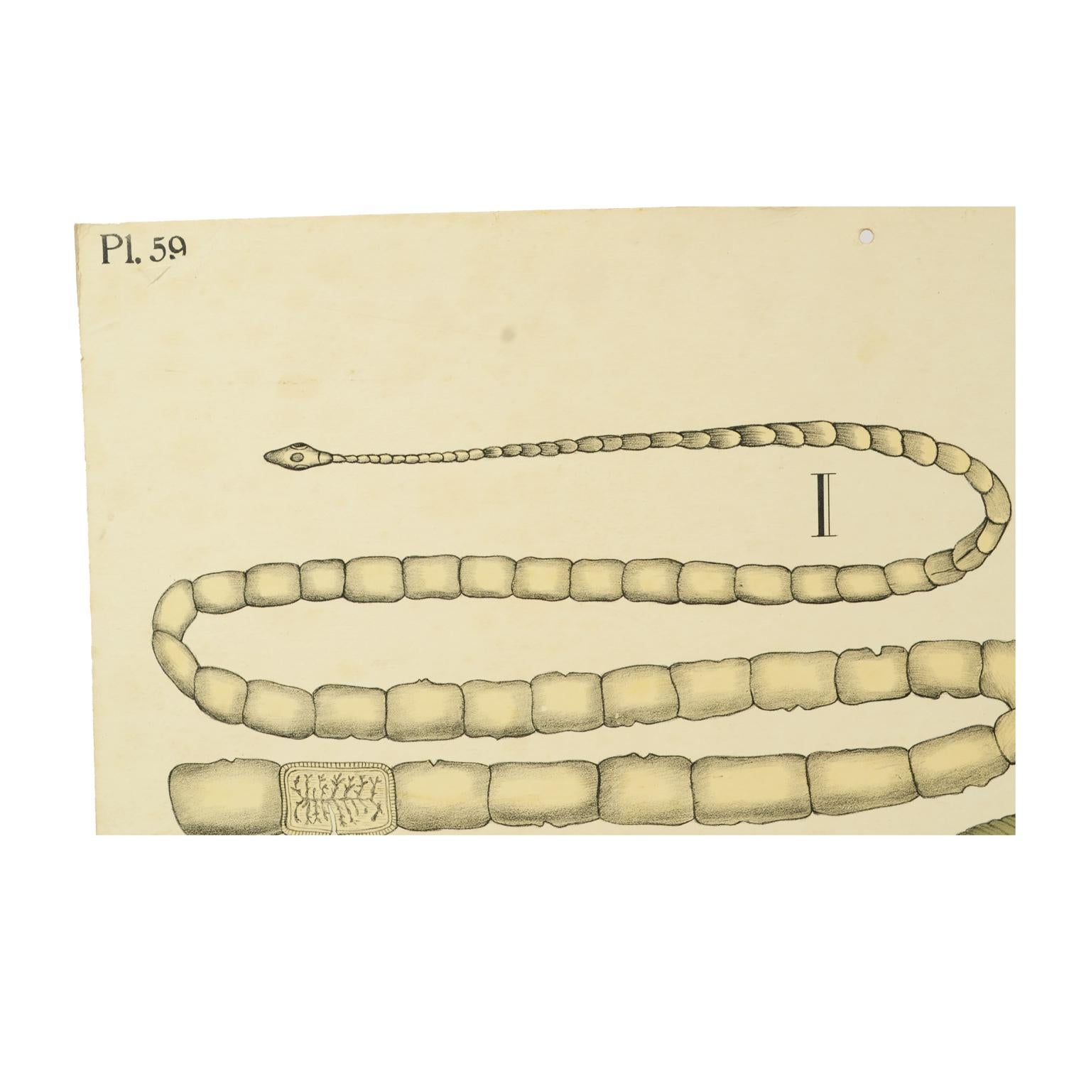 Zoologische Lithographie von Worm Organs, 1925, Karton von H Aschehoug & Co Norwegen (Norwegisch) im Angebot