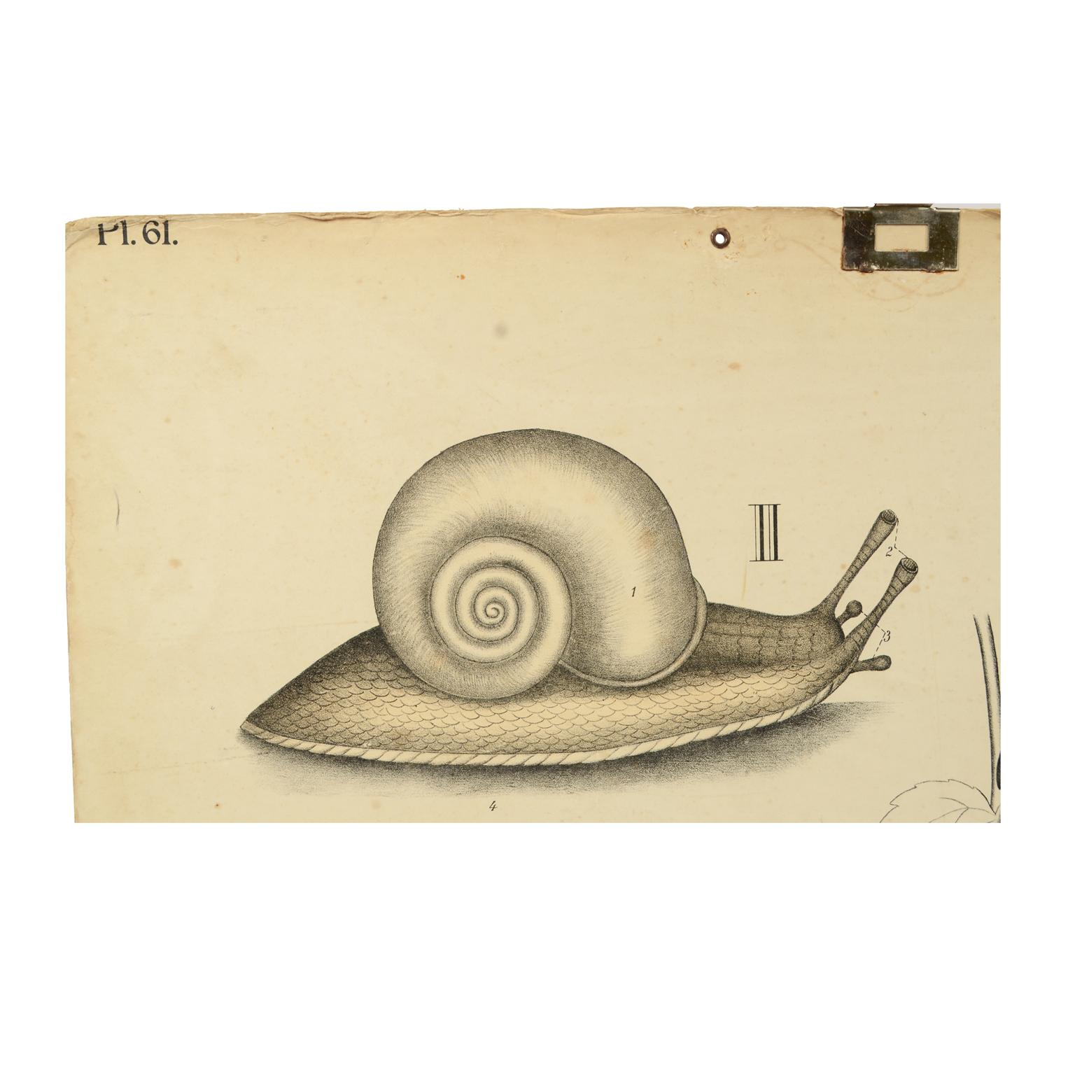 Norwegian Zoological Lithograph of molluscs 1925 on Cardboard by H Aschehoug & Co, Norway For Sale