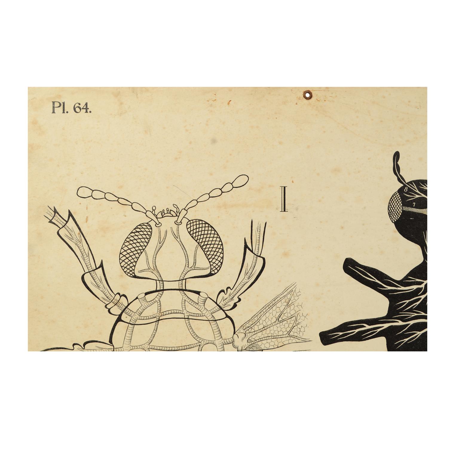 Zoological Lithograph of a Cockroach 1925 Cardboard by H Aschehoug & Co Norway In Good Condition For Sale In Milan, IT