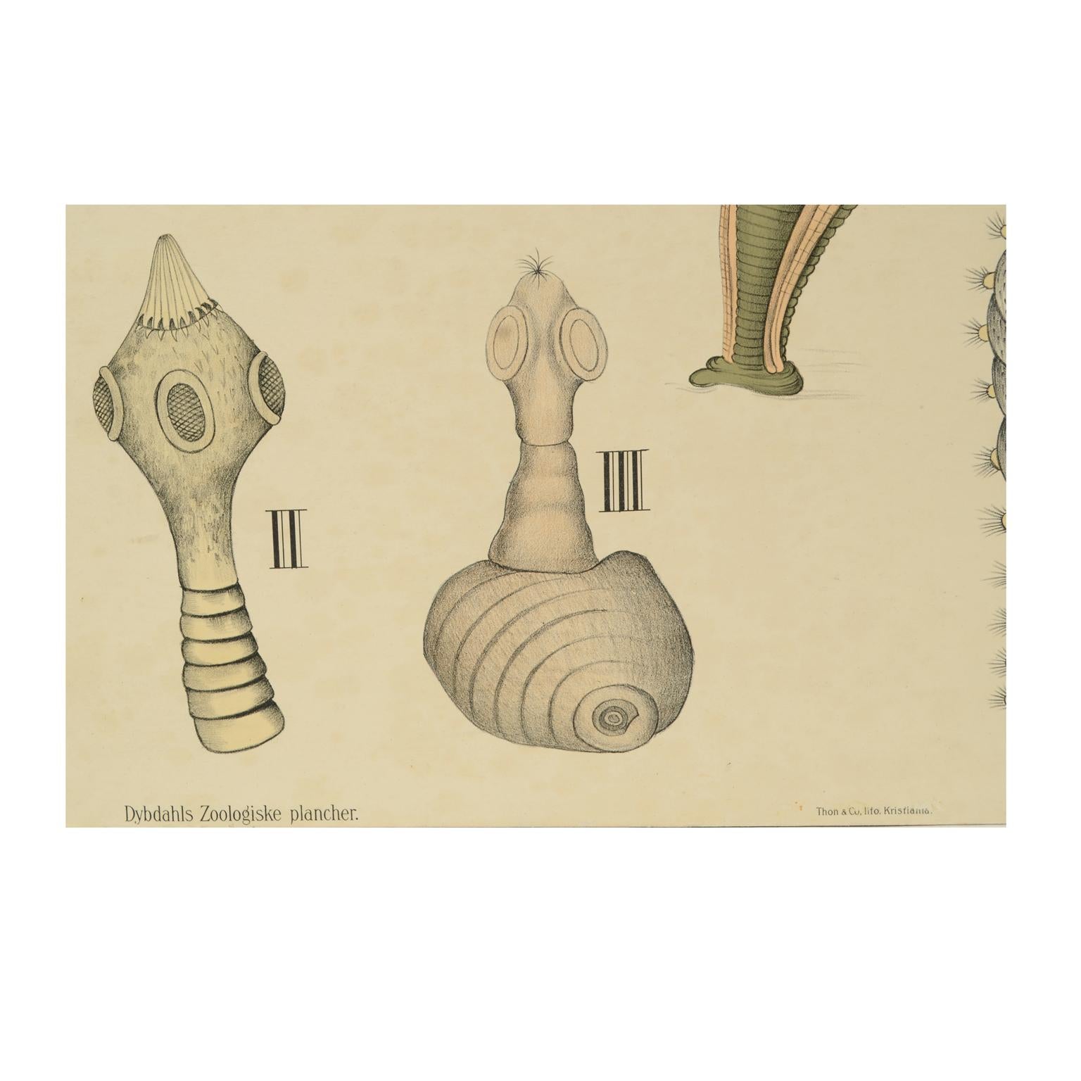 Zoologische Lithographie von Worm Organs, 1925, Karton von H Aschehoug & Co Norwegen im Zustand „Gut“ im Angebot in Milan, IT