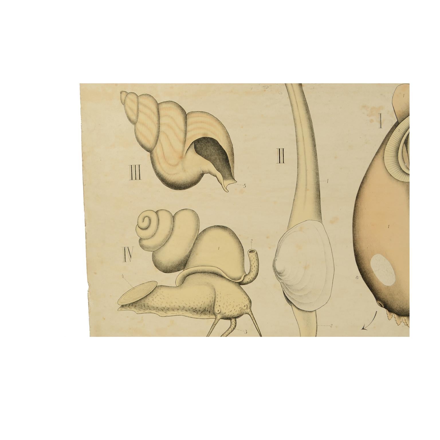 Zoological Lithograph of Molluscs 1925 on Cardboard by H Aschehoug & Co Norway In Good Condition For Sale In Milan, IT