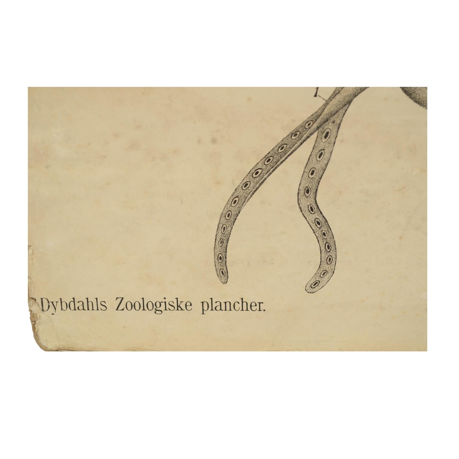 Early 20th Century Zoological Lithograph of molluscs 1925 on Cardboard by H Aschehoug & Co, Norway For Sale