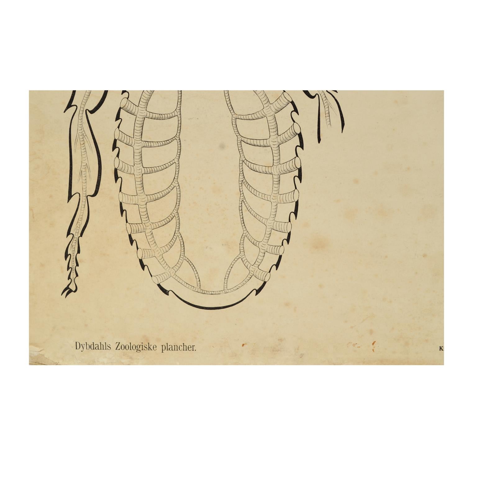 Zoologische Lithographie eines Kockroach-Kartones aus dem Jahr 1925 von H Aschehoug & Co Norwegen (Papier) im Angebot