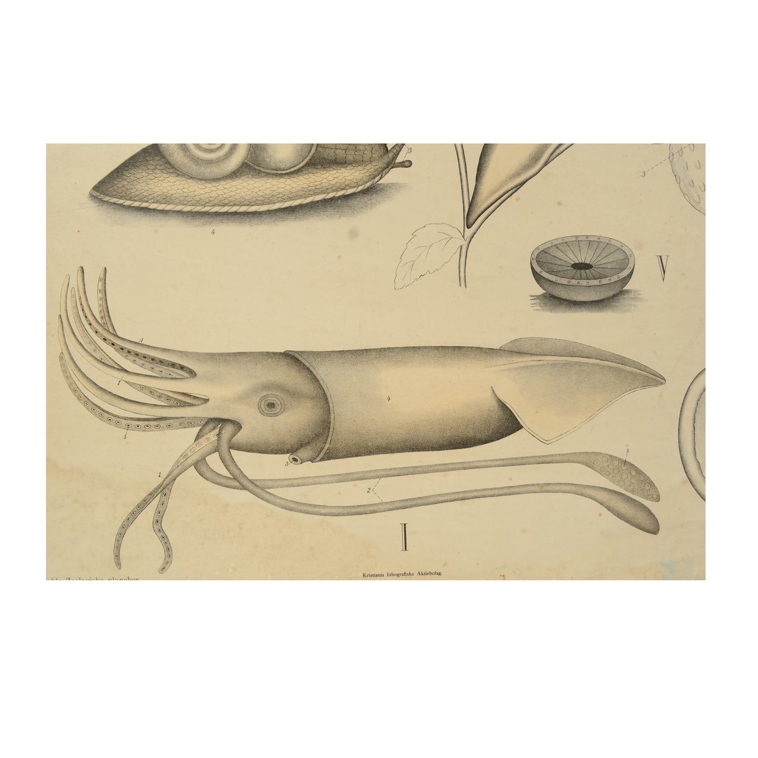 Paper Zoological Lithograph of molluscs 1925 on Cardboard by H Aschehoug & Co, Norway For Sale