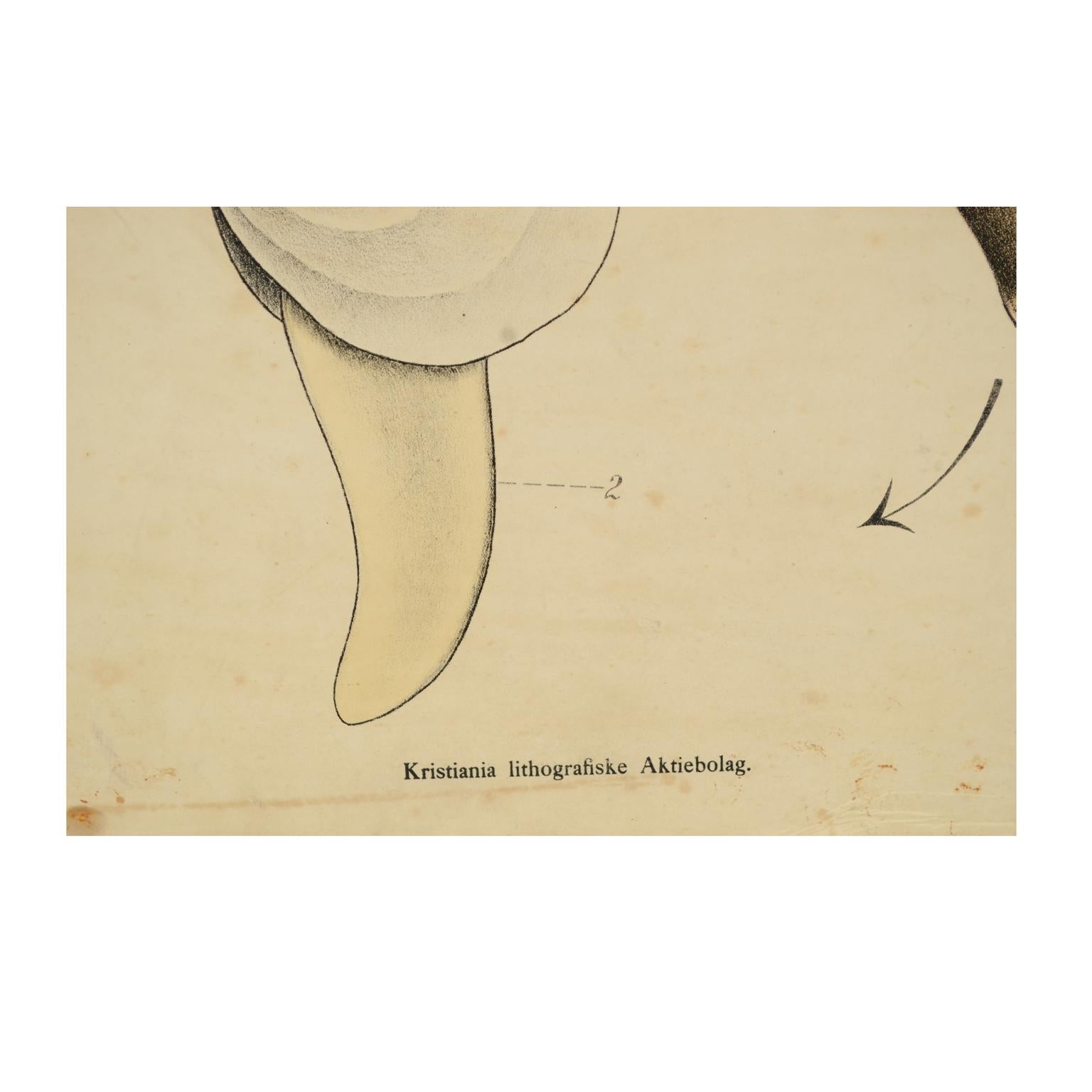 Paper Zoological Lithograph of Molluscs 1925 on Cardboard by H Aschehoug & Co Norway For Sale