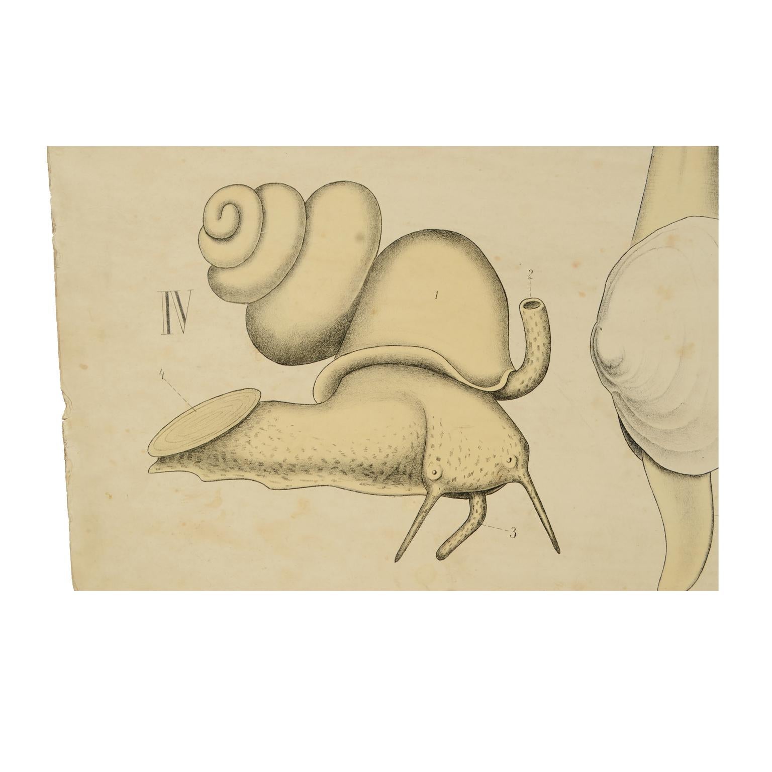 Lithographie zoologique de Molluscs 1925 sur carton par H Aschehoug & Co Norvège en vente 2