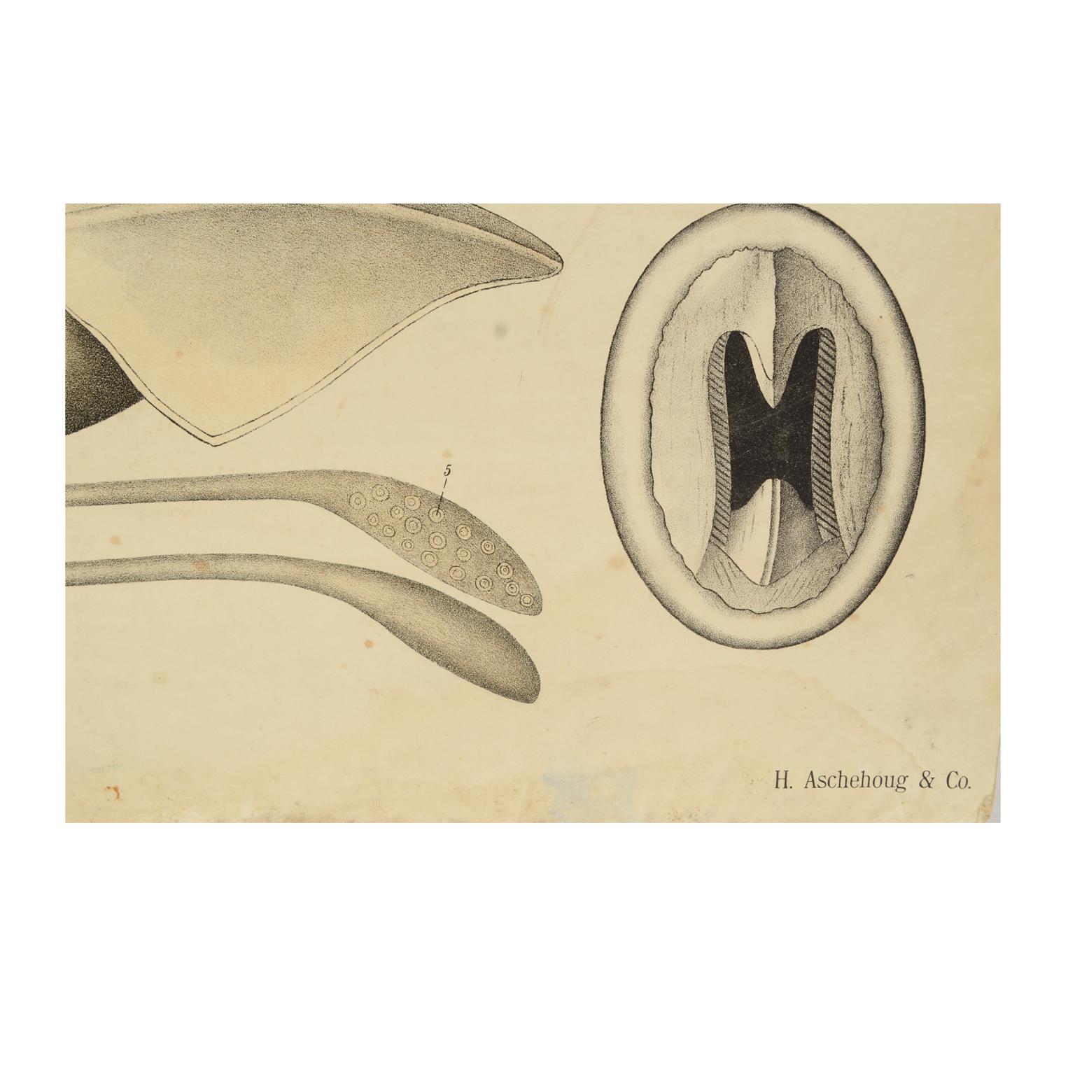 Zoological Lithograph of molluscs 1925 on Cardboard by H Aschehoug & Co, Norway For Sale 2