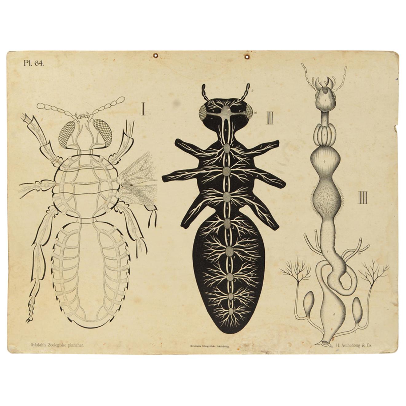 Zoological Lithograph of a Cockroach 1925 Cardboard by H Aschehoug & Co Norway For Sale