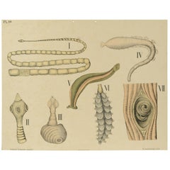 Antique Zoological Lithograph of Worm Organs 1925 Cardboard by H Aschehoug & Co Norway