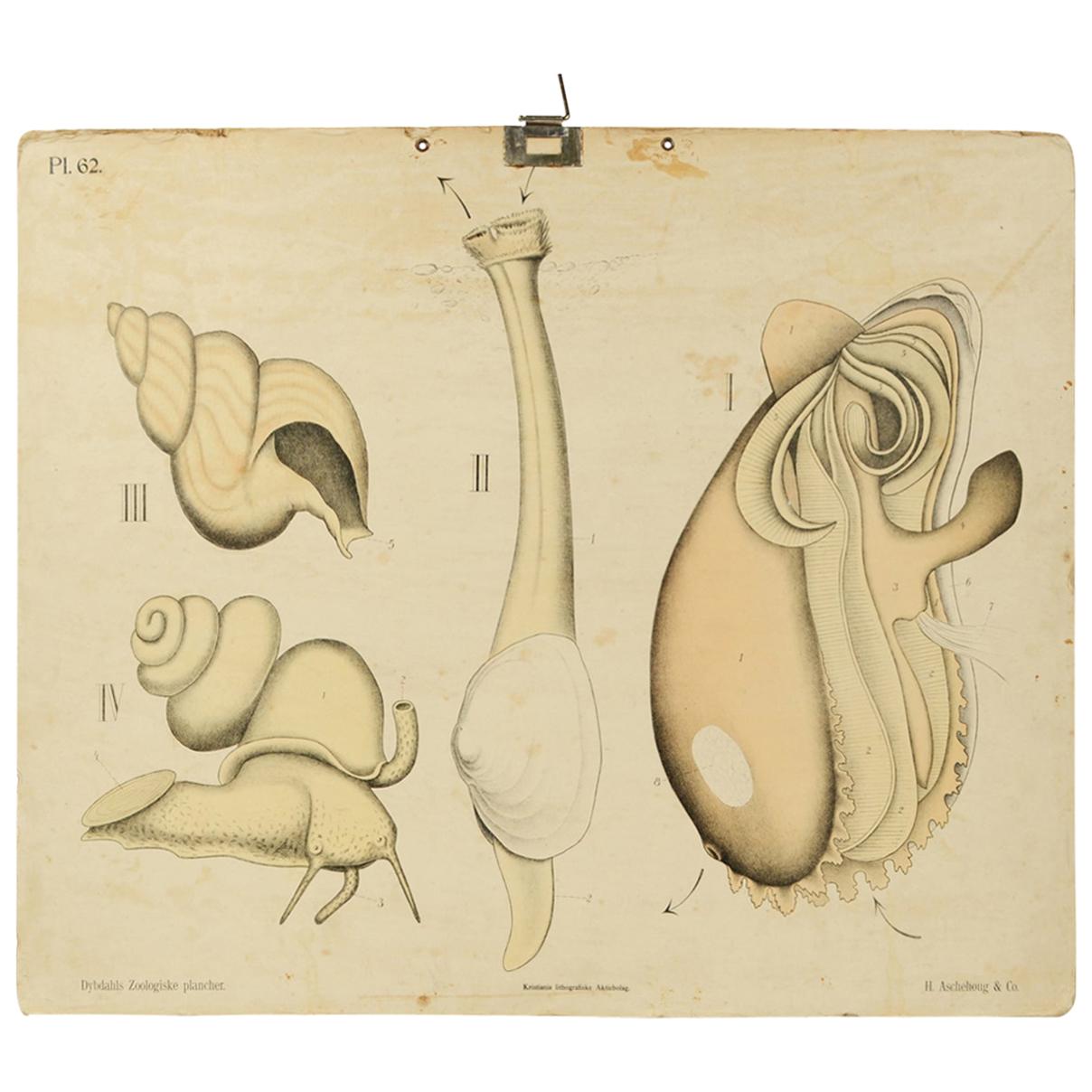 Zoological Lithograph of Molluscs 1925 on Cardboard by H Aschehoug & Co Norway For Sale