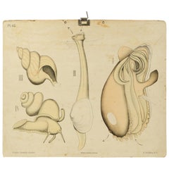 Zoological Lithograph of Molluscs 1925 on Cardboard by H Aschehoug & Co Norway