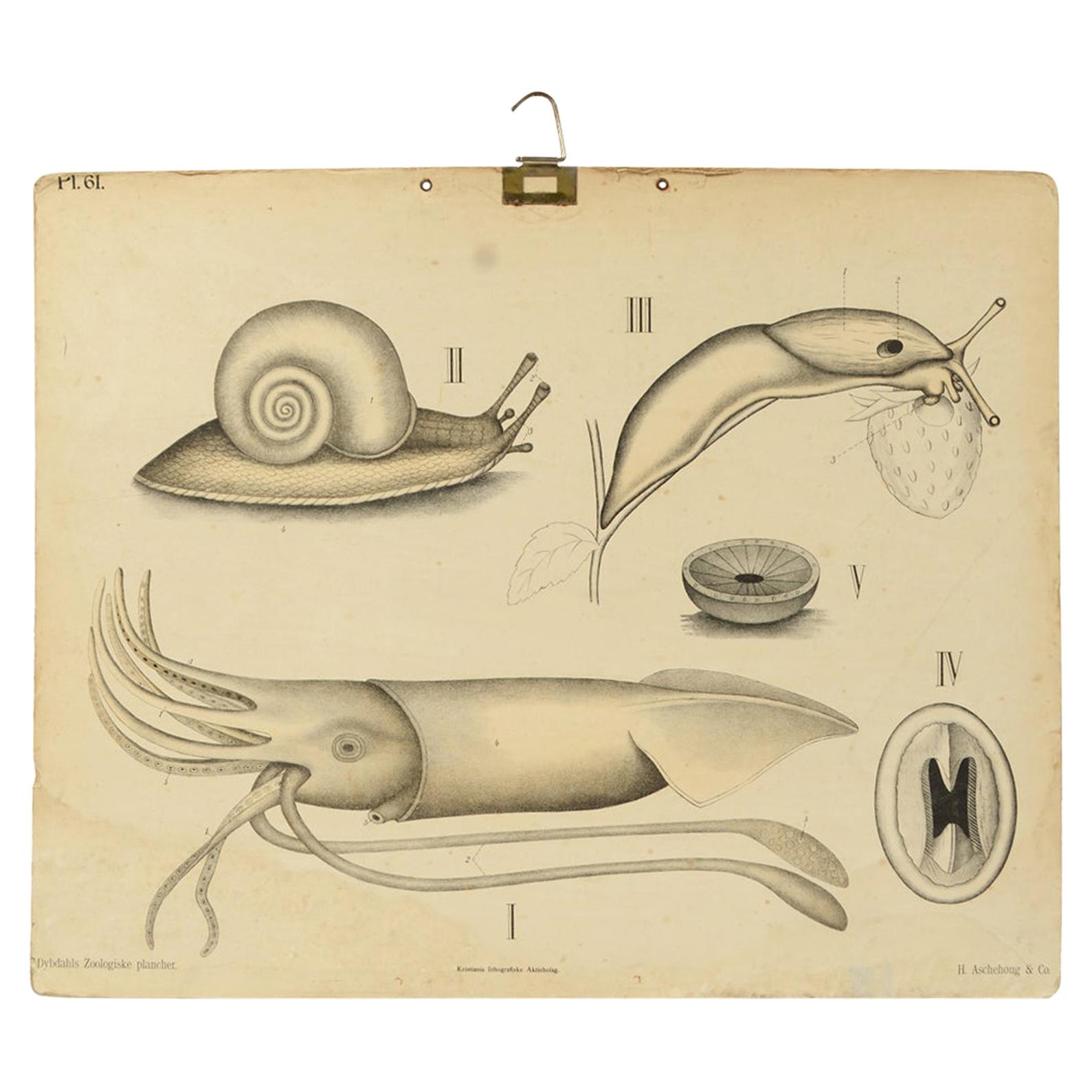 Zoological Lithograph of molluscs 1925 on Cardboard by H Aschehoug & Co, Norway