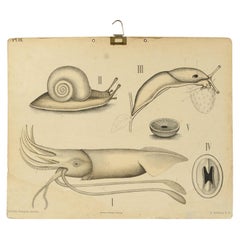 Antique Zoological Lithograph of molluscs 1925 on Cardboard by H Aschehoug & Co, Norway