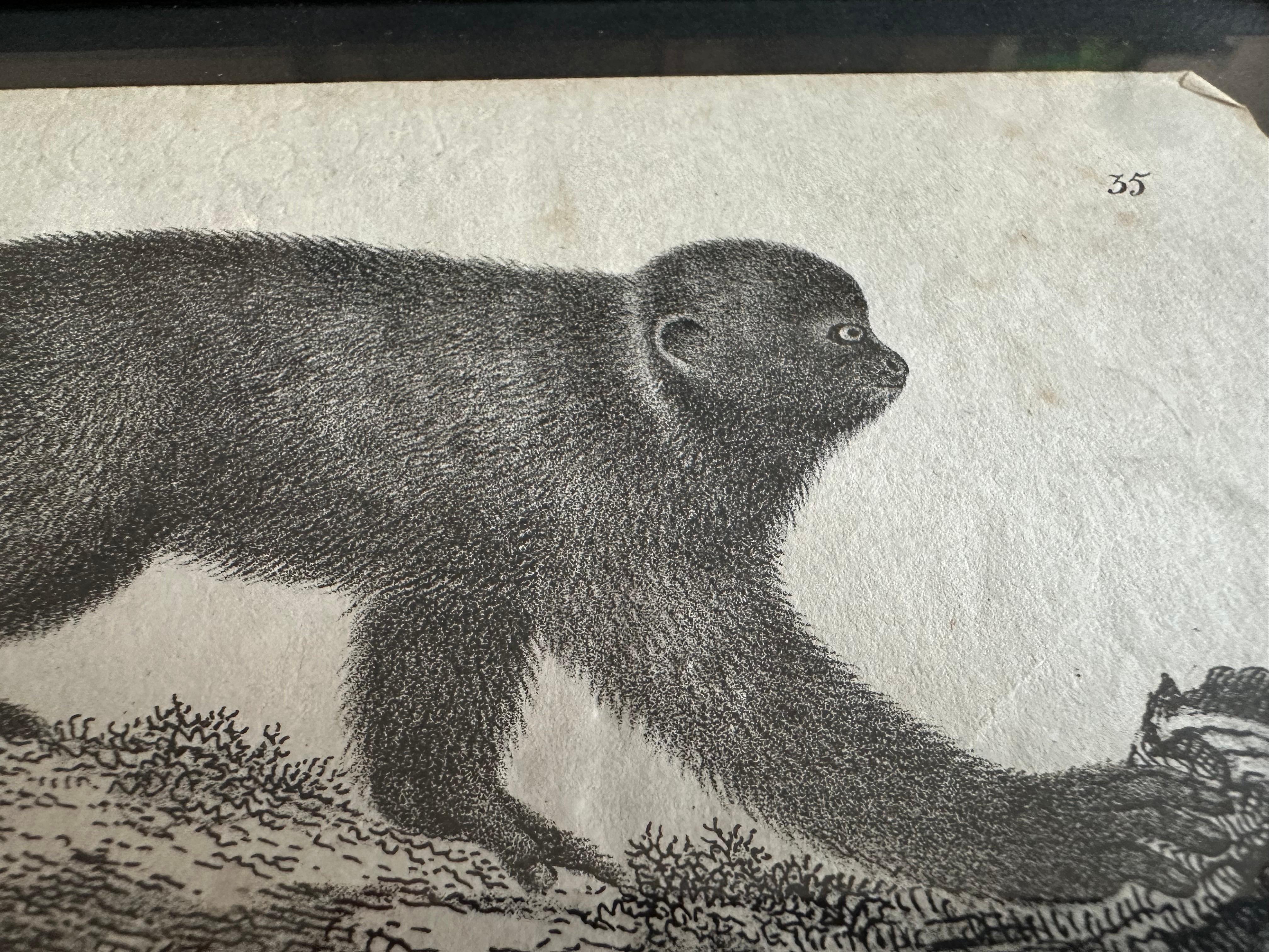 Zoological Original Lithograph Featuring a Monkey from 1831-35 For Sale 3