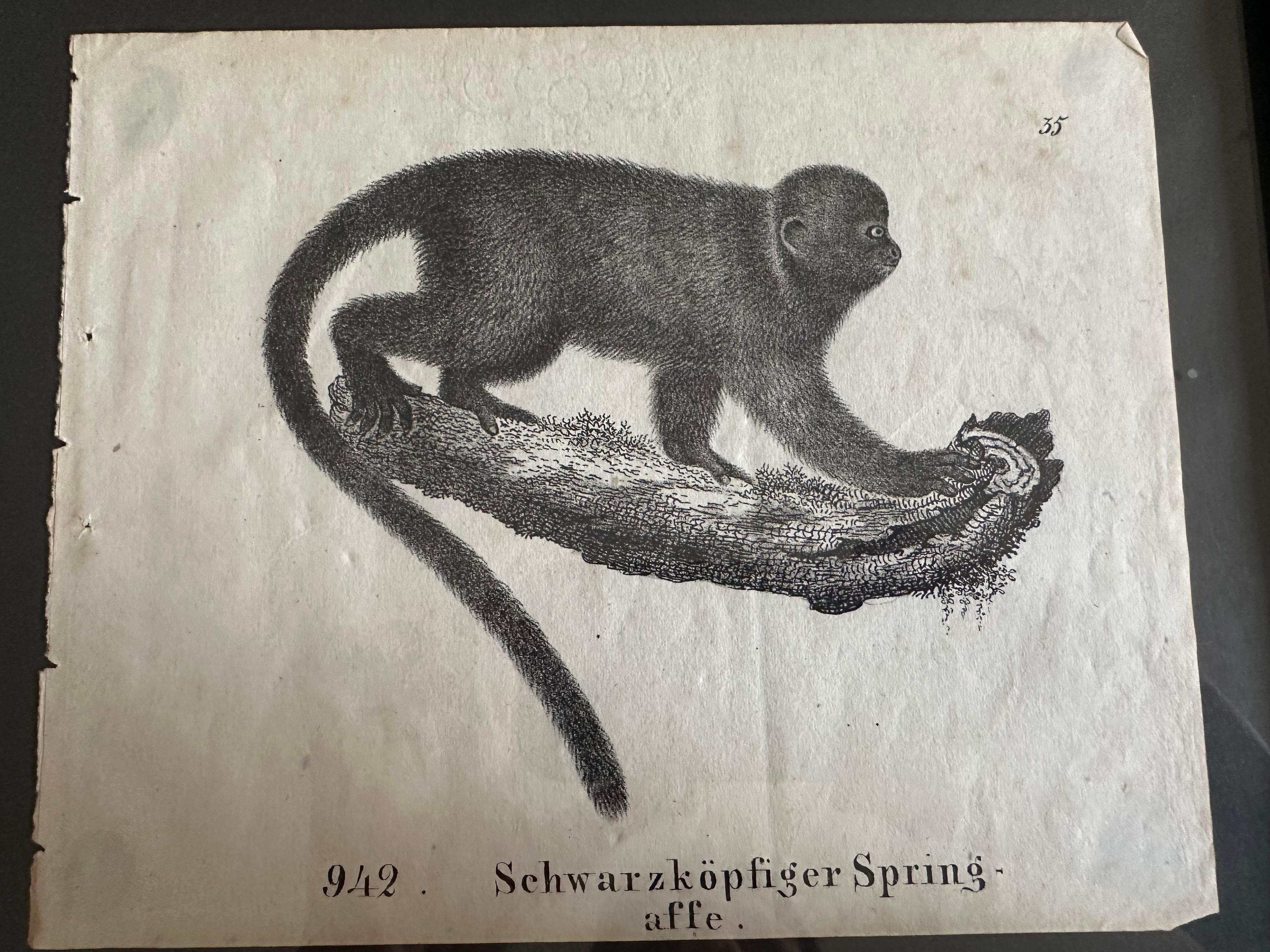 Zoological Original Lithograph Featuring a Monkey from 1831-35 For Sale 5