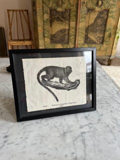 Litografía zoológica original con un mono de 1831-35