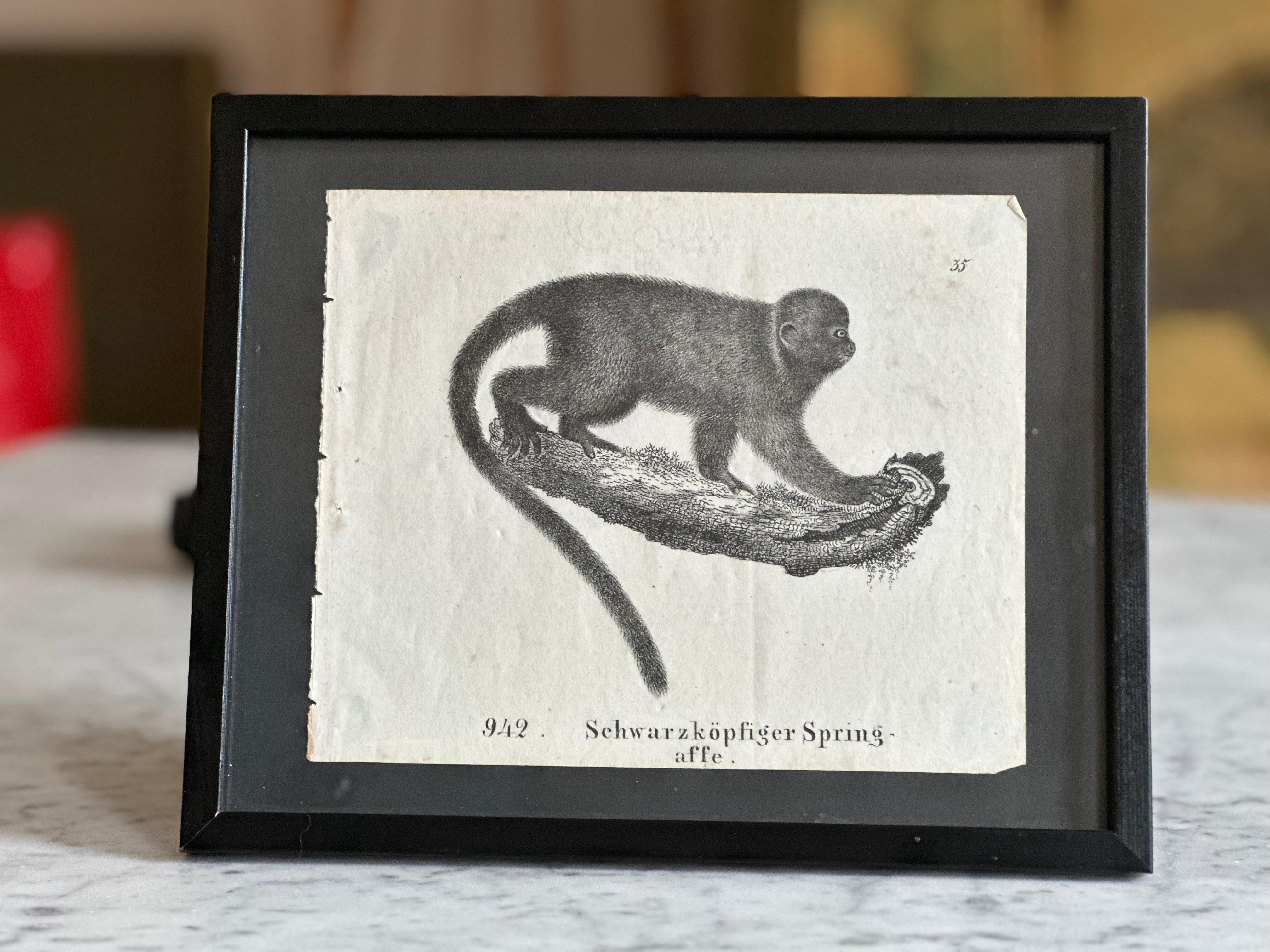 Biedermeier Zoological Original Lithograph Featuring a Monkey from 1831-35 For Sale