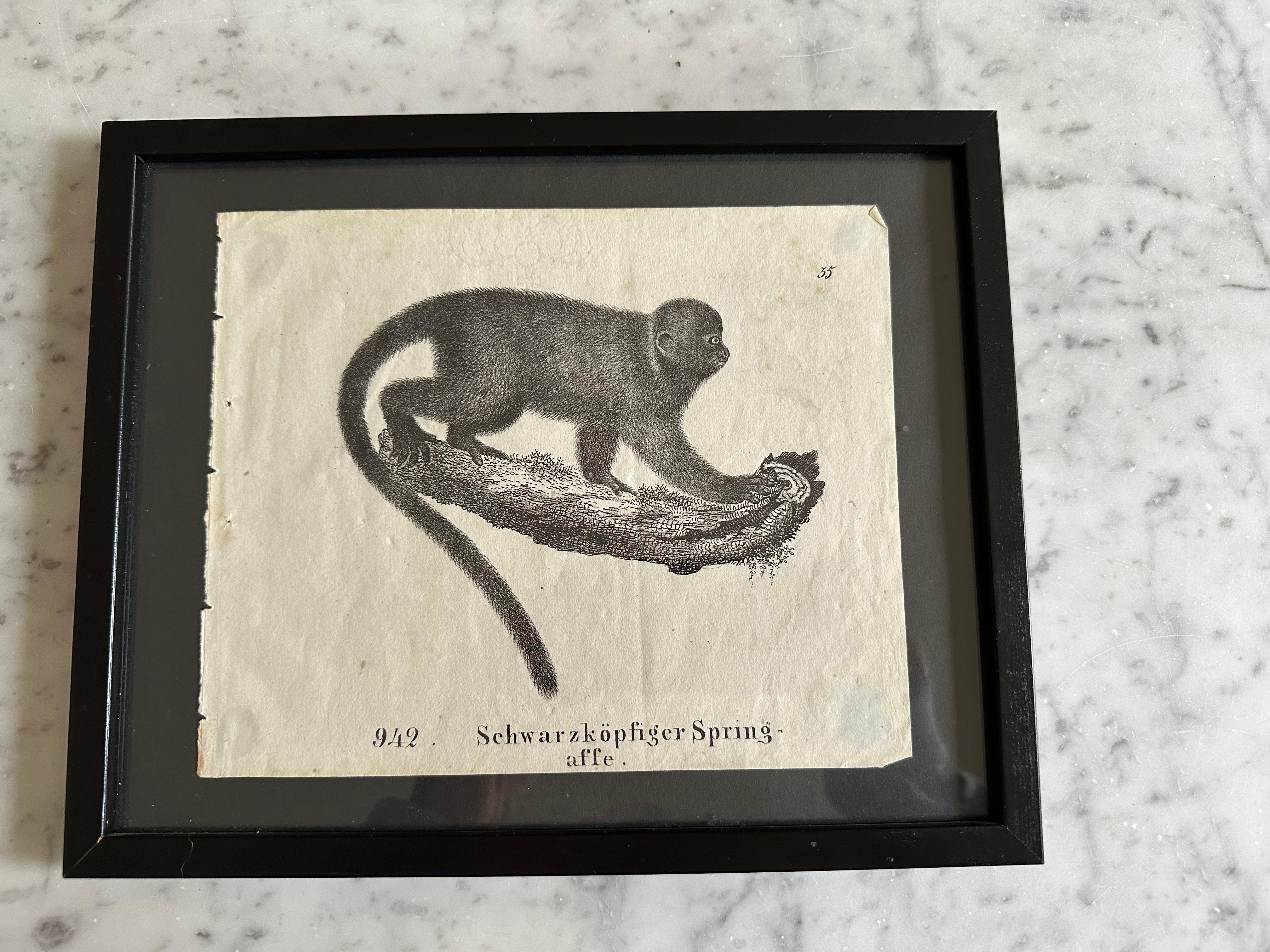 German Zoological Original Lithograph Featuring a Monkey from 1831-35 For Sale
